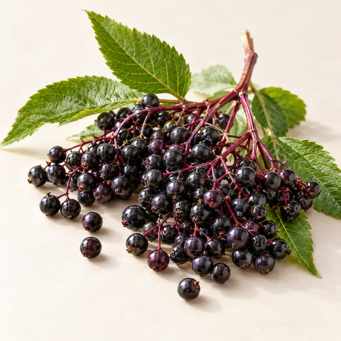 Elderberry extract